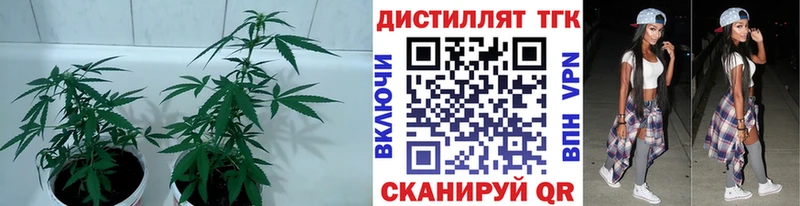 ТГК концентрат  купить   Берёзовский 